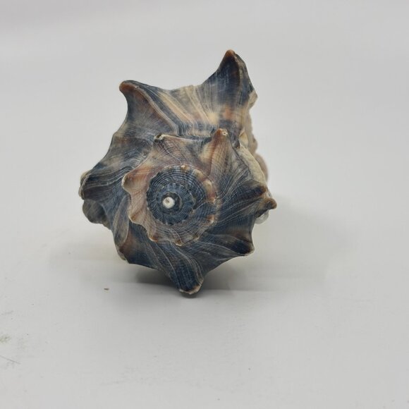 Knobbed Whelk Conch Seashell - Picture 4 of 9